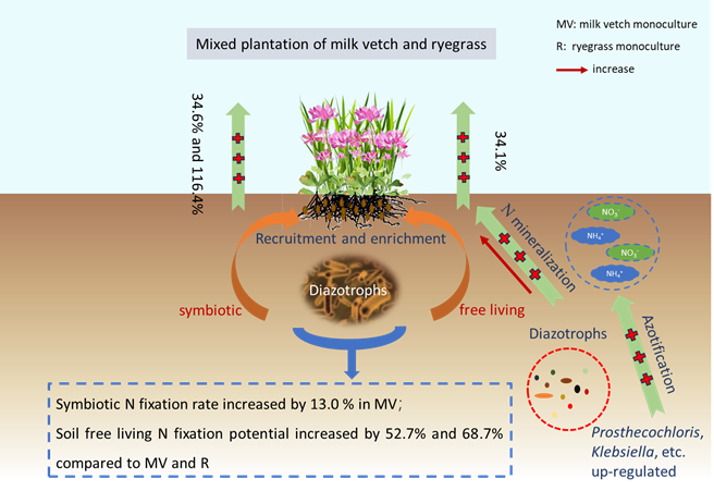 肥料与施肥技术团队发现紫云英和黑麦草混播促进稻田系统生物固氮.png