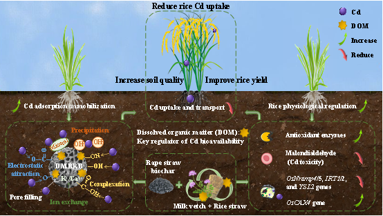 紫云英-稻秸联合还田下利用油菜秸秆炭的控镉效应与机制.png