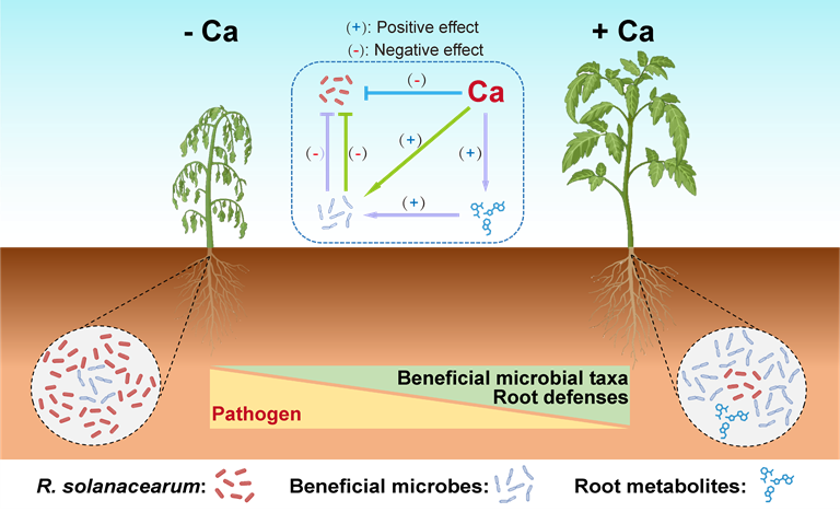 土壤植物互作团队揭示钙肥调控根系微生物组以增强番茄抗青枯病新机制.png