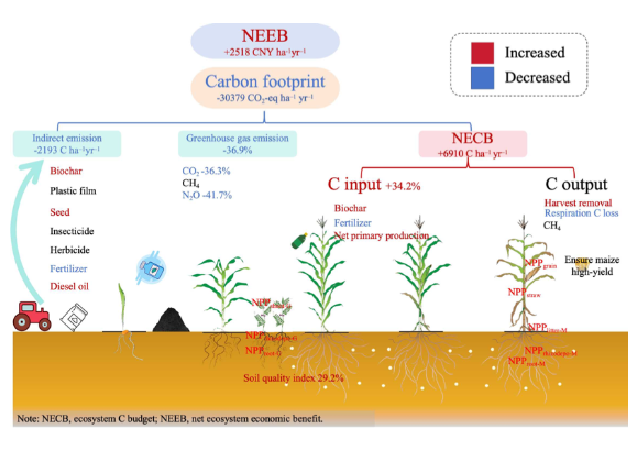 间作绿肥减氮配施生物炭实现提质、增产、减碳、增效.png