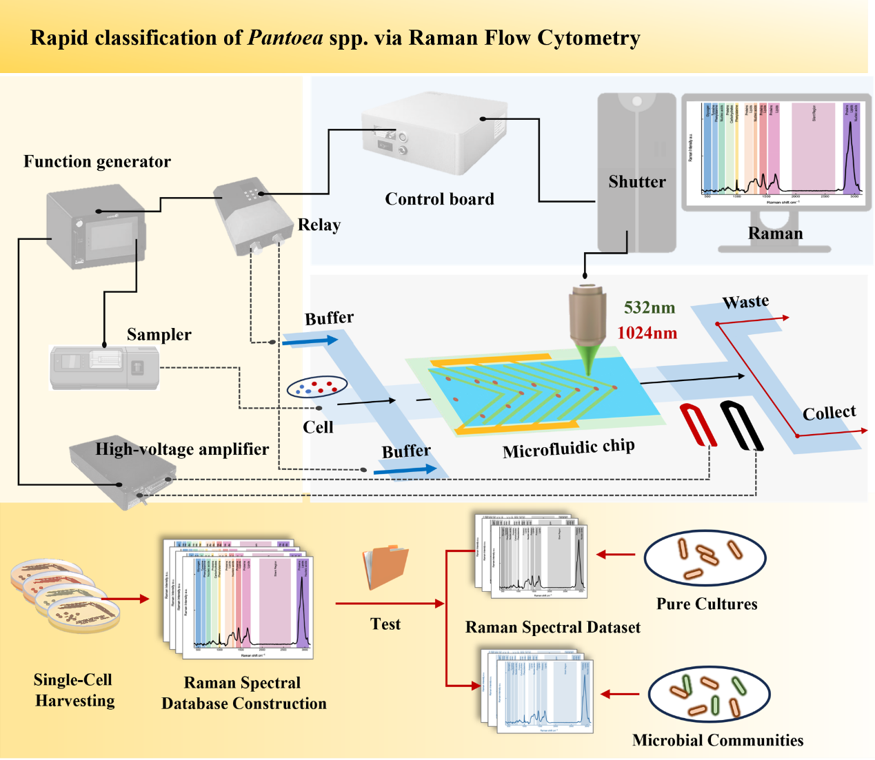 农业微生物资源团队研发FlowRACS实现细菌快速精准鉴定.png