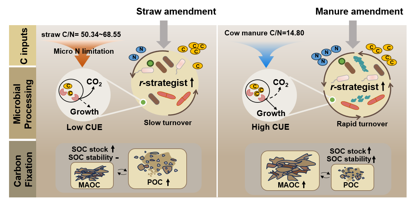 秸秆和粪肥调控微生物碳利用效率和土壤碳固存的差异.png