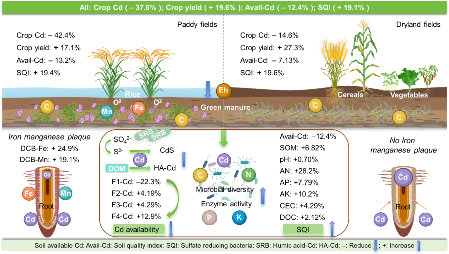 种植利用绿肥提升土壤健康、降低Cd生物有效性的效应与机制.png