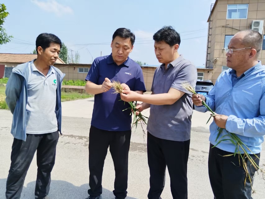 农业农村部科技小分队山东组下沉一线护航小麦生产1.png