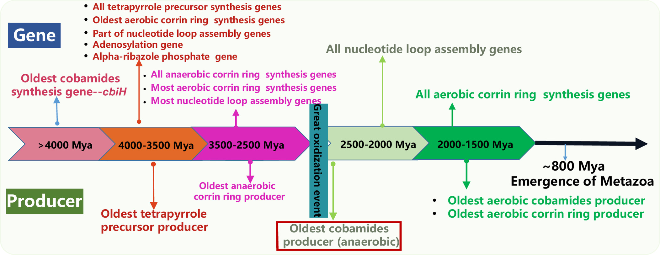 植物营养团队揭示钴胺素生物合成进化时间图谱.png