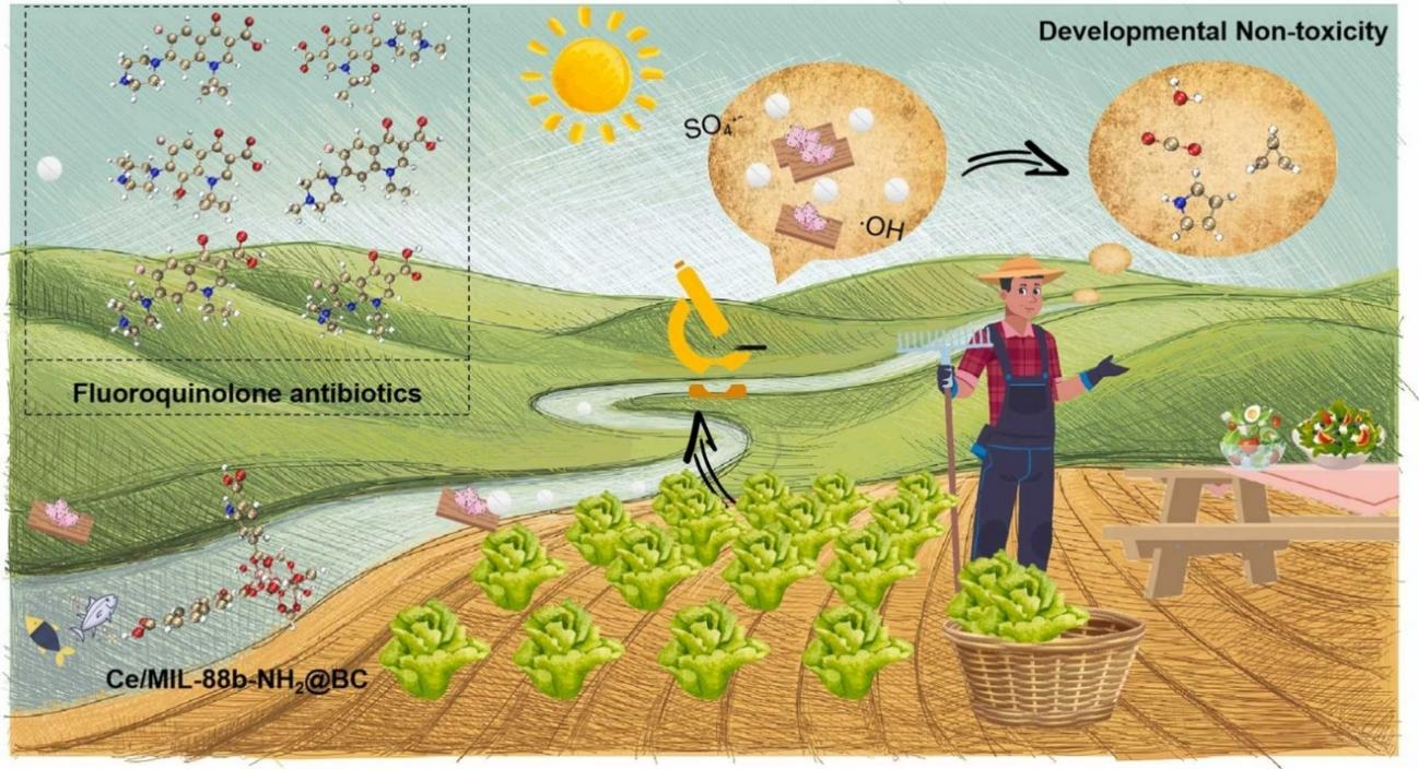 复合材料对氟喹诺酮类抗生素光催化降解机制及植物毒性缓解模式图.png